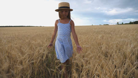 Close up of beautiful small girl with long blonde hair walking through wheat field. Cute child in straw hat touching golden ears of crop. Little kid in dress going over the meadow of barleyの写真素材