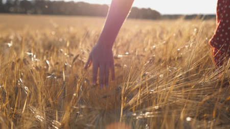 Close up of female hand moving over ripe wheat growing on the meadow. Young girl walking through the barley field and stroking golden ears of crop. Sunlight at background. Rear view Slow motionの写真素材