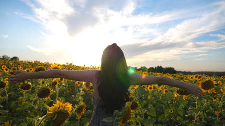 Young girl standing among big field with blooming sunflowers and raising hands. Woman having relax or enjoying freedom at sunset time. Scenic countryside landscape on background. Back viewの写真素材