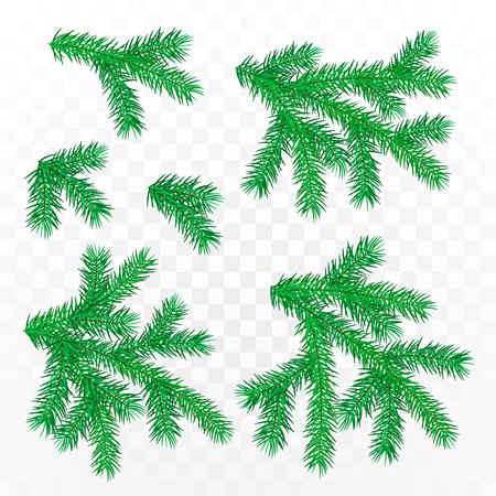 Firtree Branch Set isolated on transparent background. Vector illustration.のイラスト素材