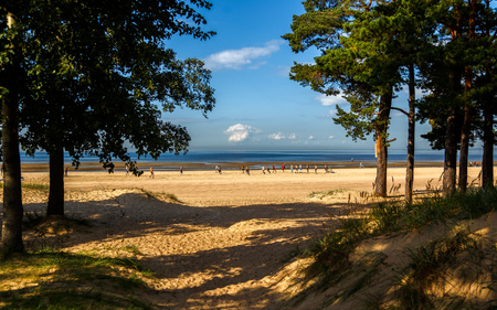 View of the beach and the sea through pine treesの写真素材