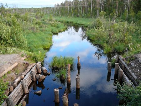 remains of bridge, summer swamp
