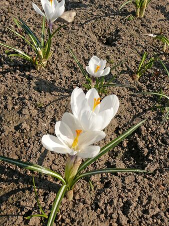 white crocuses blooming on dry bare groundの写真素材