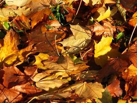 yellow & brown fall maple leaves on green grass, autumn backgroundの写真素材