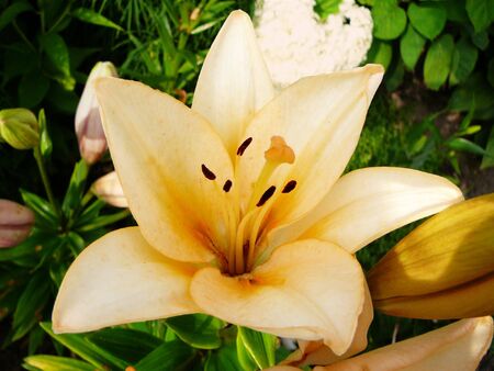 cream color lily on flower-bed in green gardenの写真素材