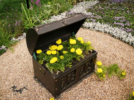 yellow marigold blooming on flower-bed arranged like old piratic chestの写真素材