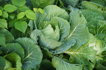 fresh green cabbage-head on vegetable gardenの写真素材