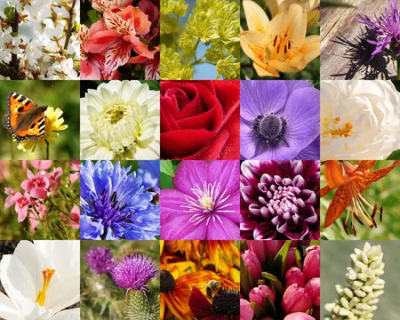 flowers macro collection: roses, lilies, clematis, dahlias, crocus, tulips, cherry blossom, anemoneの写真素材