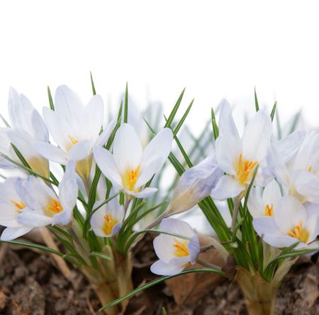 many white crocuses with white background aboveの写真素材