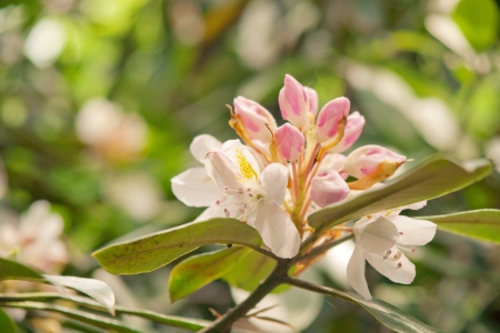 pink azalea flowers の写真素材