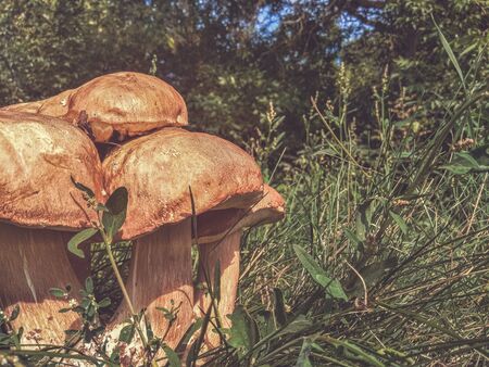 Bunch of porcini mushrooms growing in the woods. White mushroom in the autumn forest.の写真素材