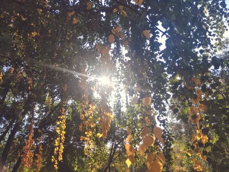 A lot of green and yellow leaves hanging from the trees in autumn with sunlight on the background of cloudsの写真素材