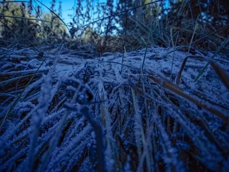 The morning dew froze on the grass. Grass in the field snow-covered after frost. Crystallized morning snow on the grass in autumn.の写真素材