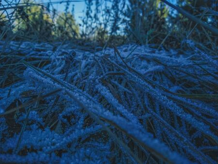 The morning dew froze on the grass. Grass in the field snow-covered after frost. Crystallized morning snow on the grass in autumn.の写真素材