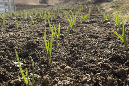 Planting sprouts in the soil in the village garden. Green onion sprouts in a row grow from the ground in the sun.の写真素材