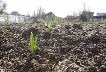 Planting sprouts in the soil in the village garden. Green onion sprouts in a row grow from the ground in the sun.の写真素材