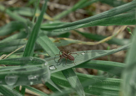 fly and is eating it. Morning dew on the green grass.