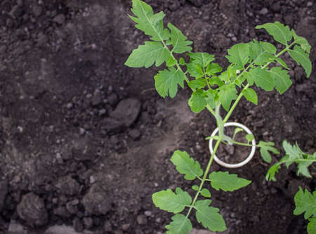Vegetable seedlings in a pot next to a hole in the ground for transplantingの写真素材