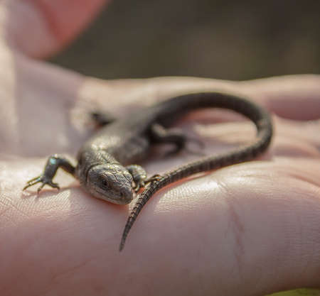 Lizard in the hands of a man close-up. A small reptile is sitting on the hands of a man.