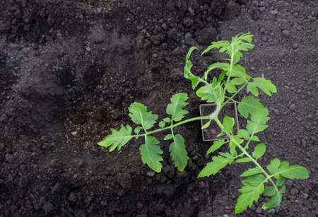 Vegetable seedlings in a pot next to a hole in the ground for transplanting