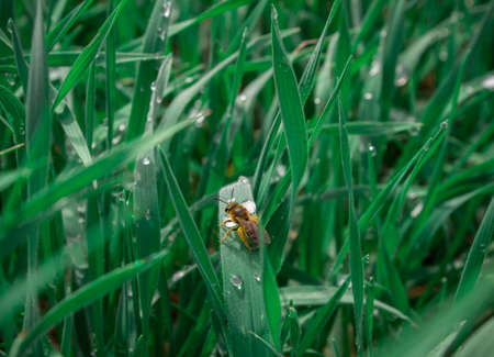A bee is sitting on the wet grass. Grass after rain. Morning dew on the green grass. A bee drinks...