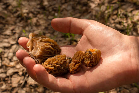 A person holds a morel in his hands. Forest mushroom in the hands of a man.の写真素材