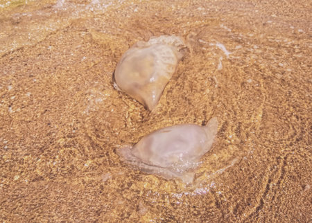 Two jellyfish washed up on the beach. Jellyfish in the water on the sandy beach