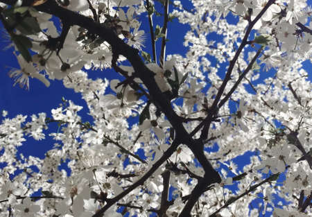 Flowering of a tree with white flowers close-up. Magnolia blooms in the sunlight
