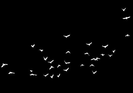 A flock of flying birds isolated on a black background. overlay effect.の写真素材