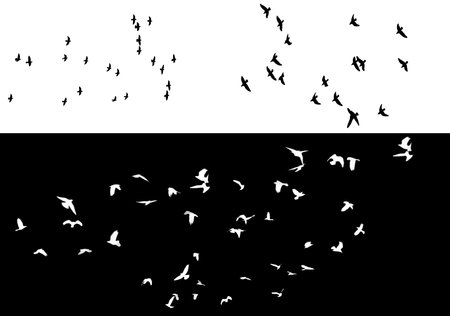 A flock of flying birds isolated from the background. A set of flocks of birds on white and black backgrounds. Overlay effect by inversion.の写真素材