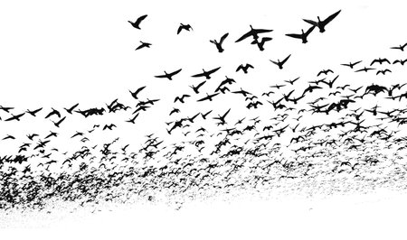 A large flock of flying birds isolated on a white background. overlay effect. silhouettes of birdsの写真素材