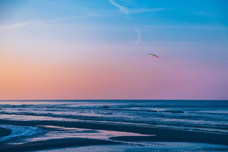 seagull on the beachの写真素材