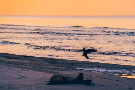 seagull on the beachの写真素材