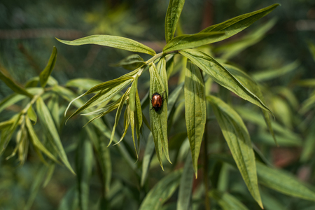 green forestの写真素材