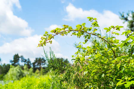Wild raspberriesの写真素材