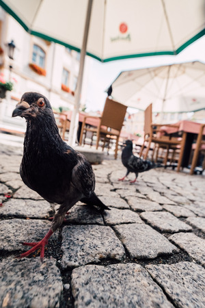 city ??pigeonの写真素材