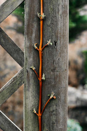 flowering leavesの写真素材