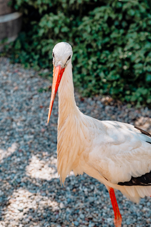 stork, big birdの写真素材