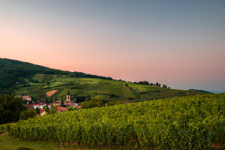 vineyard panorama at ribeauvilleの写真素材