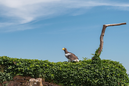 American eagle in flightの写真素材