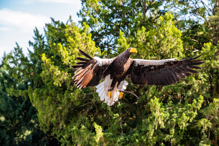 American eagle in flightの写真素材