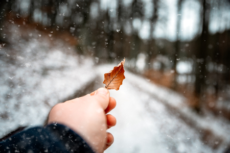 leaf held in the hand in the winterの写真素材