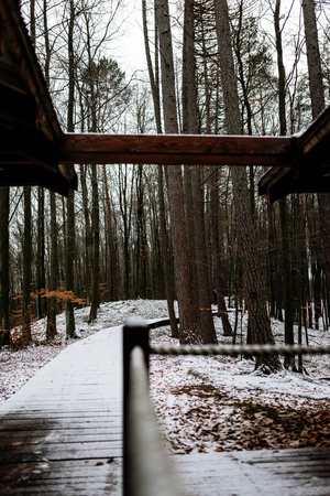 paths in the winter forestの写真素材
