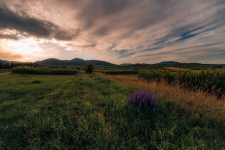 field of grapes on the hills of Alsace