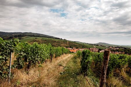 walk through the French vineyards of Alsaceの写真素材