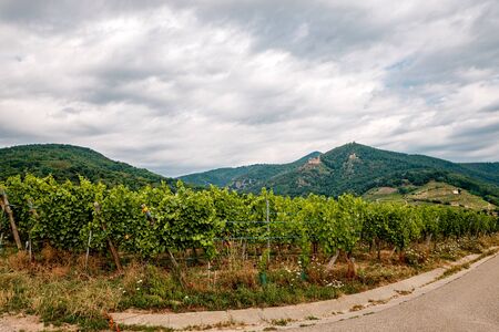 walk through the French vineyards of Alsaceの写真素材