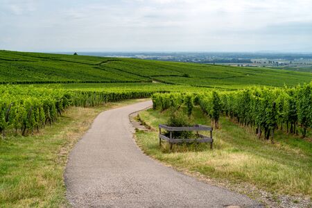 walk through the French vineyards of Alsaceの写真素材