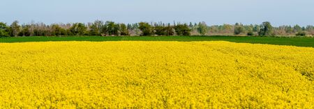 landscape of spring rapeseed field