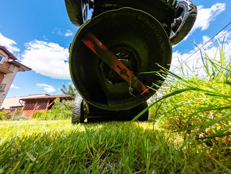 Mowing the grass in the home garden