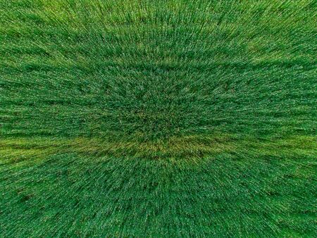 View on wheat field with droneの写真素材